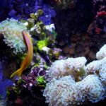 Aquarium_Barcelona_04