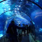 Aquarium_Barcelona_06