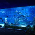 Aquarium_Barcelona_07