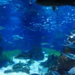 Aquarium_Barcelona_09