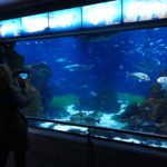 Aquarium_Barcelona_10