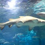 Shark In The Water Close Up