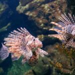 Red Lionfish