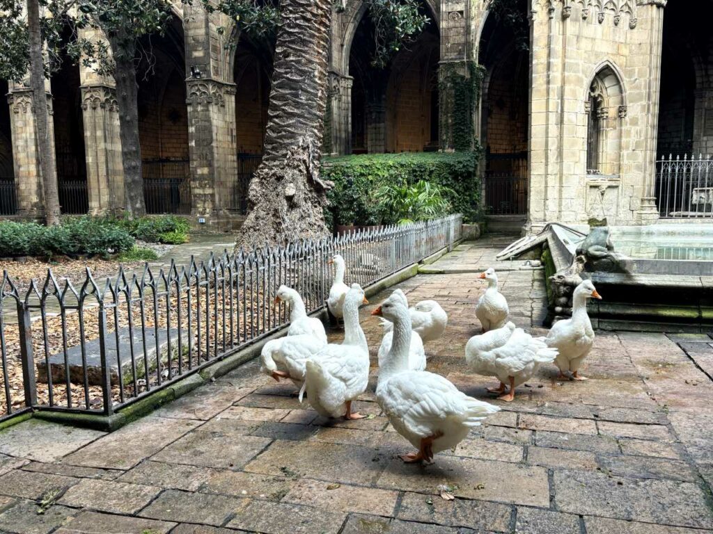 Öffnungszeiten für die Kathedrale La Seu